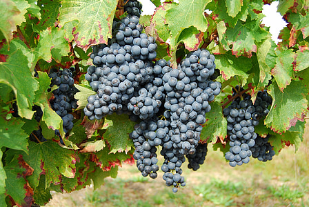 grapes, france, fruit, grape, vine, vineyard, agriculture