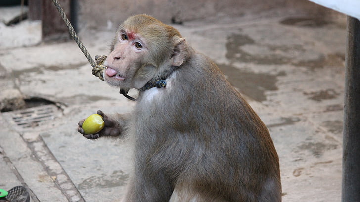 Macaque, singe, animal