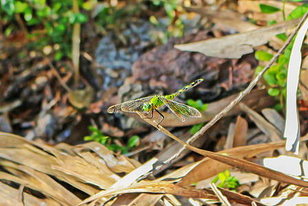 Dragonfly, hyönteinen, libellulidae, haara, lentävät hyönteiset