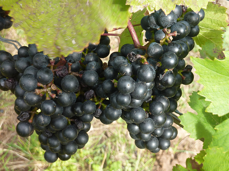 červené víno, červené hroznové víno, vinné révy, vinná réva, Modřenec, Rebstock, podzim