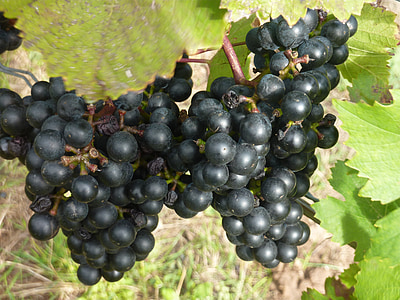 anggur merah, anggur merah, anggur, Grapevine, anggur, Rebstock, musim gugur
