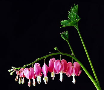 λουλούδι, αγαπημένο φυτό, άνθος, Κήπος, φύση, ροζ, Βοτανικός