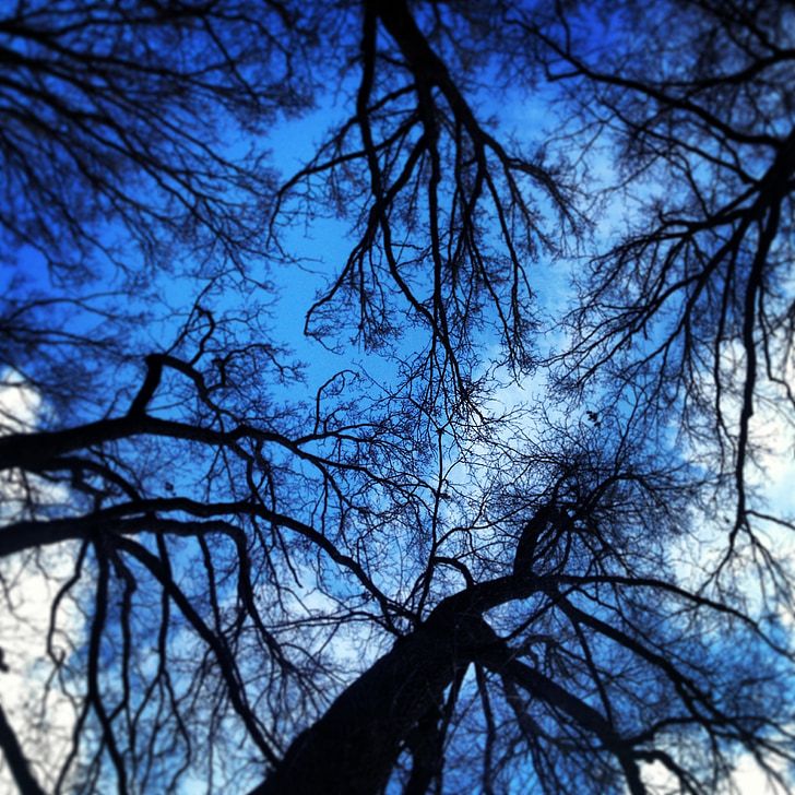 trætoppene, træer, kronen på træet, grene, blå himmel, parkering, skov