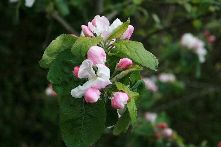 vaaleanpunainen apple, Blossom, kevään, puu, kukka, Bloom, kukinta