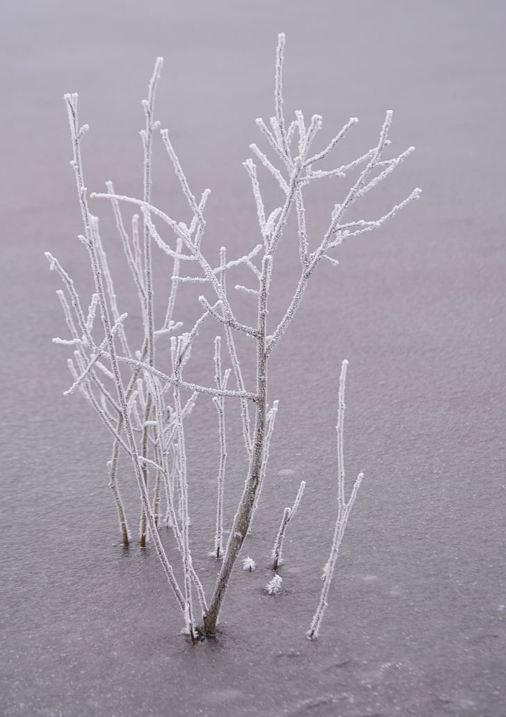 bush, frozen, frost, winter, cold, branches, winter time
