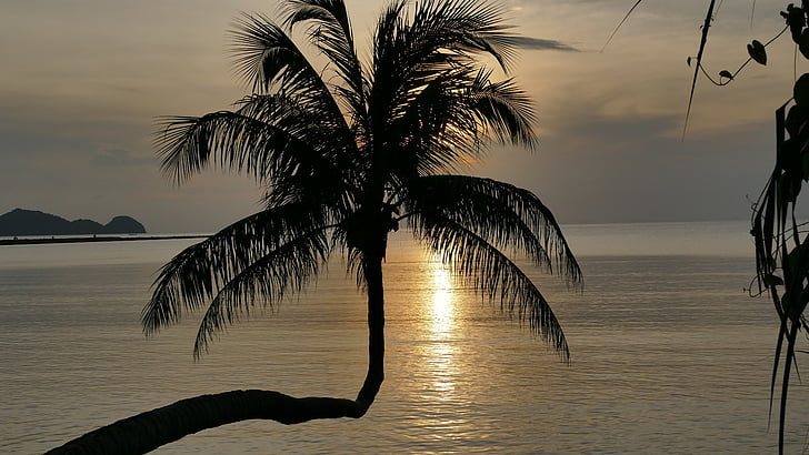 solnedgång, siluett, Palm, träd, moln, humör, kvällen