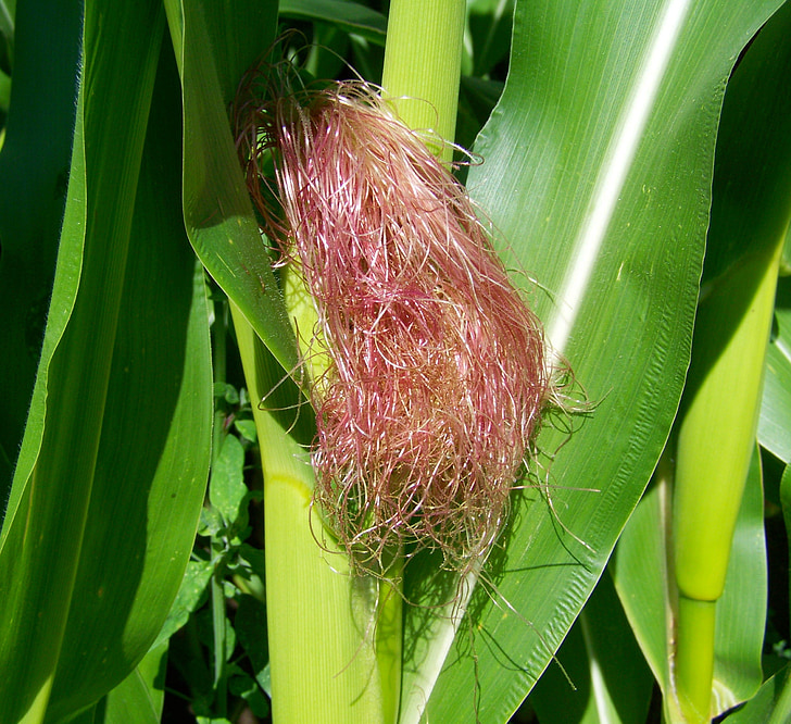 kanál kukuřice, kukuřičné vlasy, zemědělství
