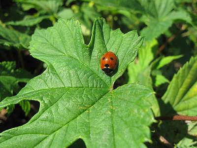 Ladybug, brev, natur, grønn, insekter