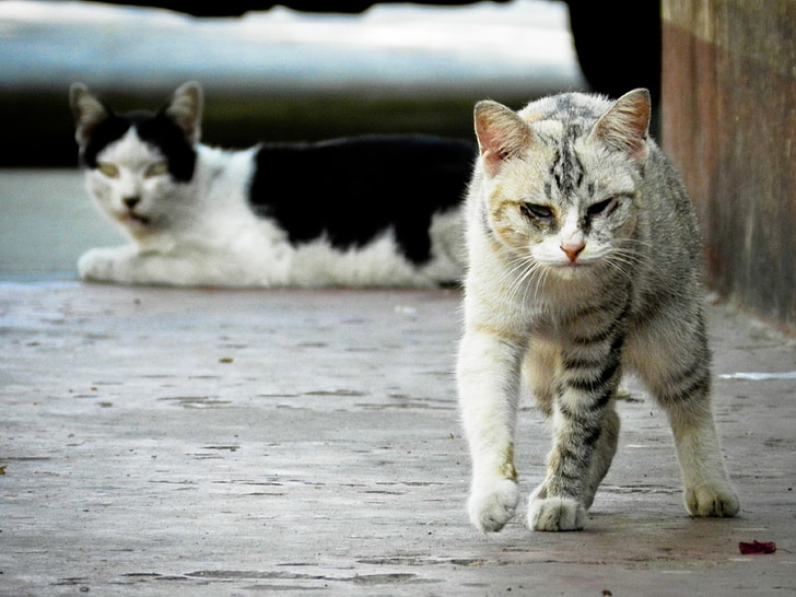 Toulavá kočka, kočka, kočkovitá šelma, bez domova, kožešina, kotě, pruhovaný