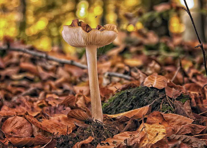 champignons, Forest, automne, feuilles, cueillette de champignons, nature, toxique