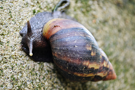 snail, shell, life, slug, slow, moving, nature