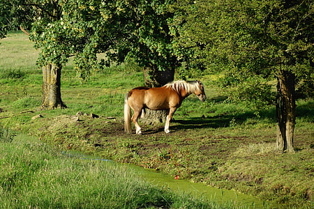 con ngựa, haflinger, giống chó, Mane, manes da trắng, đuôi, đuôi trắng