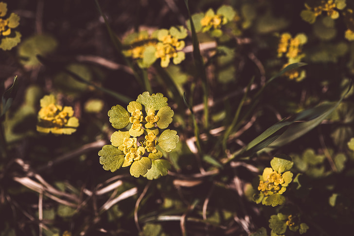 สมุนไพรใบแลกเปลี่ยนม้าม, เปลี่ยนแผ่นม้ามสมุนไพร, สมุนไพร goldblatt ม้าม, ดอกไม้หิด, chrysosplenium nifolium อายุ, โรงบดหิน, สีเหลือง