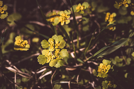 erva de baço troca-com folhas, mudar a erva de folha-baço, erva de Goldblatt-baço, flor de Escabiose, Chrysosplenium idade nifolium, planta de britagem de rocha, amarelo