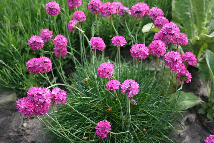 flowers, pink, purple, sea, thrift, clump, attractive