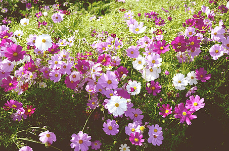 Květinová zahrada, podzim, kurz, Kosmos, rostliny, květiny, Příroda