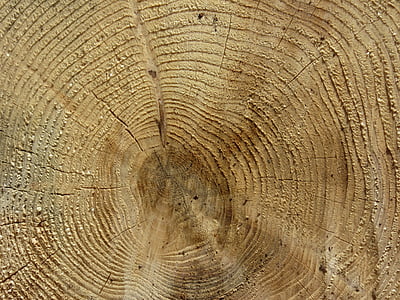 Registro, legno, anelli annuali, albero, corteccia, grano, come