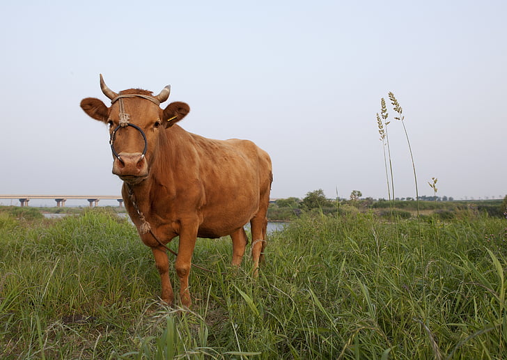 krava, zviera, dobytok v Kórei