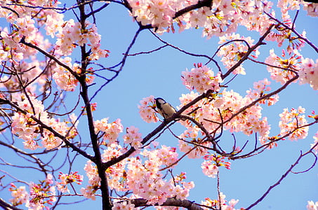 Cherry, Jepang, merah muda, musim semi, bunga, Manis, tanaman