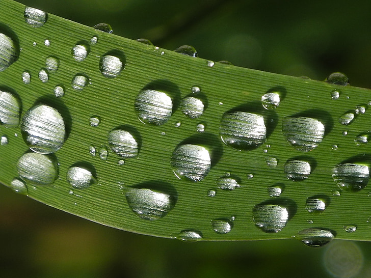 dew drops on leaf, close, green, nature