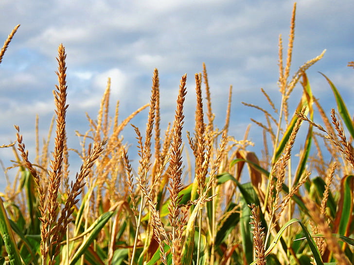 kukuřice, Mais napodobit, ucho, jídlo, obiloviny, zemědělství, zrno