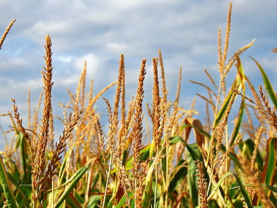 царевица, MAIS имитират, ухо, храна, зърнени култури, Селско стопанство, зърно