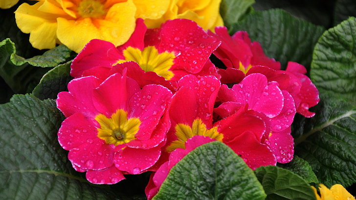 Primula, Frühling, Frühlingsblume, lila