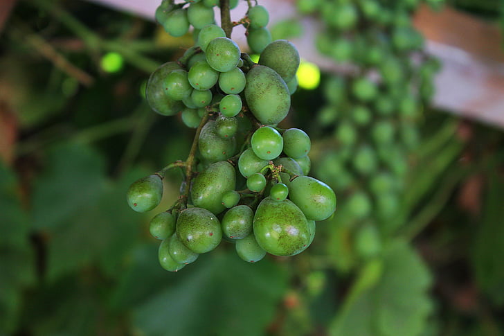 grape, bunch of grapes, cluster