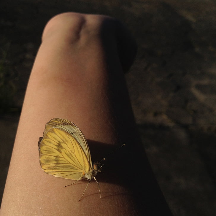 motýľ, žltá, Príroda, jedna osoba, časti ľudského tela, ľudská noha, len jedna žena