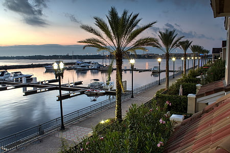 marina, boats, palm trees, harbor, water, sea, port