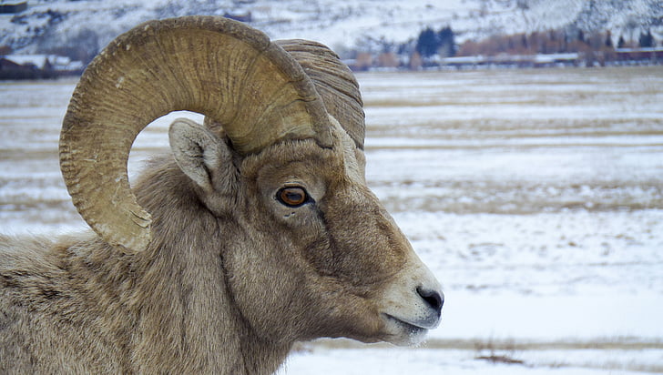 Natura, zwierząt, Bighorn, dziki, Yellowstone, wypas, jedno zwierzę