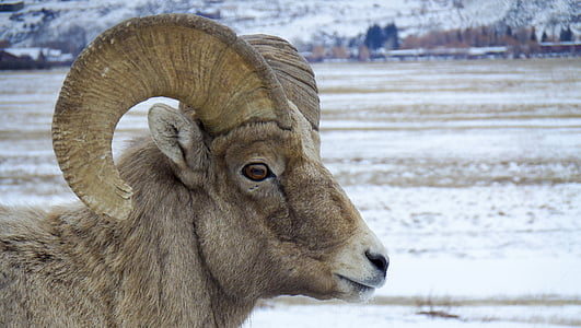 priroda, životinja, Bighornu, divlje, Yellowstone, ispašu, jedna životinja
