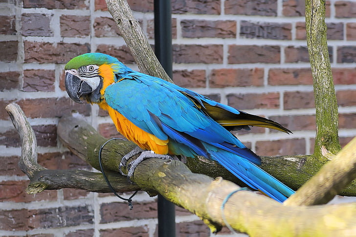 papagoi, Ara, lind, Värviline, sulestiku, kollane papagoi, sinine