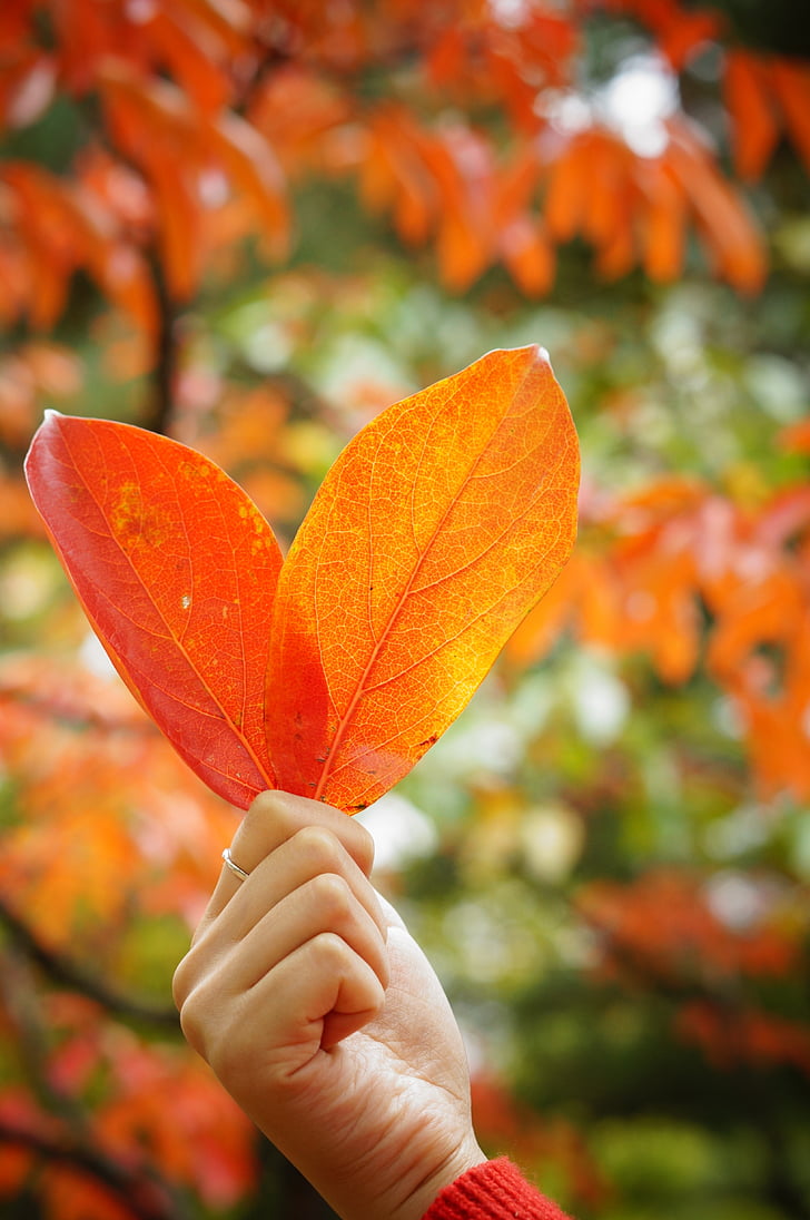 leaves, love, hart, autumn leaves, autumn, wood, leaf
