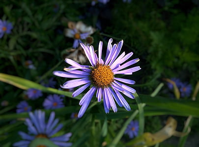flower, summer, garden flower, dacha, beautiful, nature, blue flower