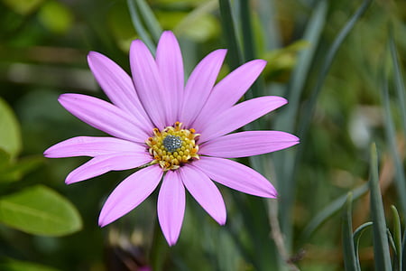 Marguerite, kukka, Luonto, Puutarha, terälehtiä, Flora, kasvitieteen