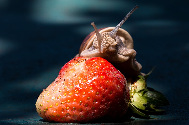 maasikas, tigu, süüa, Shell, toidu, puu, loodus