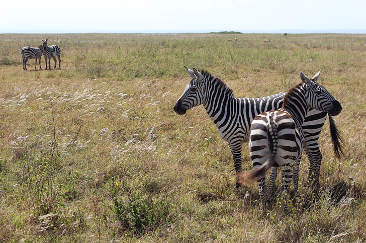 Zebra, szavanna, Nairobi nemzeti park, zebrák, Afrika, két, fekete-fehér