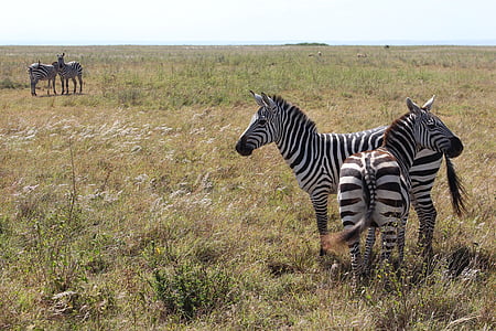 Зебра, Савана, Национален парк Найроби, зебрите, Африка, две, Черно бяло