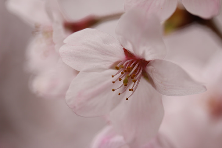 Чери, Пролет, плитки, розово цвете, цвете, венчелистче