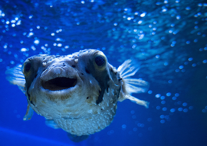 blowfish, sea, ocean, underwater, marine, wildlife, creature
