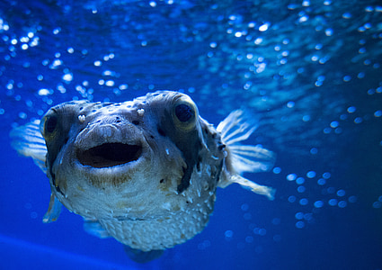 Blowfish, morje, Ocean, Podvodni, Marine, prosto živeče živali, bitje
