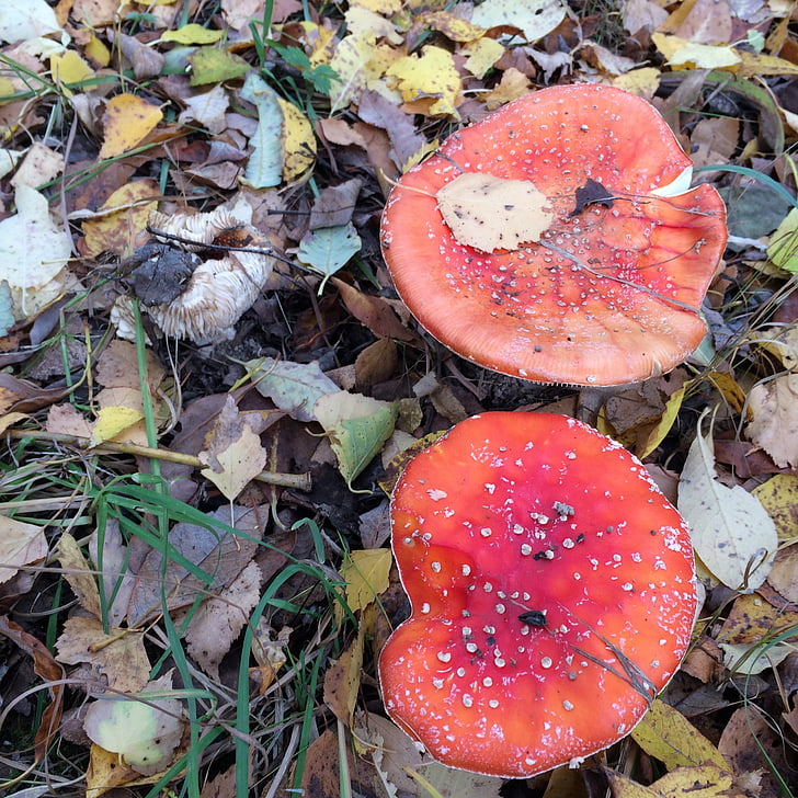 Amanita, jamur, hutan, merah, musim gugur, secara alami, musim