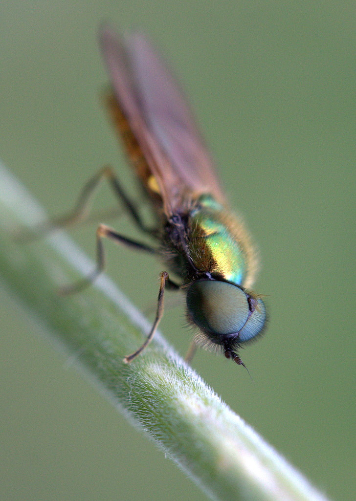 letenje, zelena, sev, Insecta (žuželke), ostalo, insektov, narave