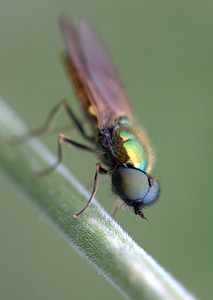 บิน, สีเขียว, สายพันธุ์, insecta, ส่วนที่เหลือ, แมลง, ธรรมชาติ