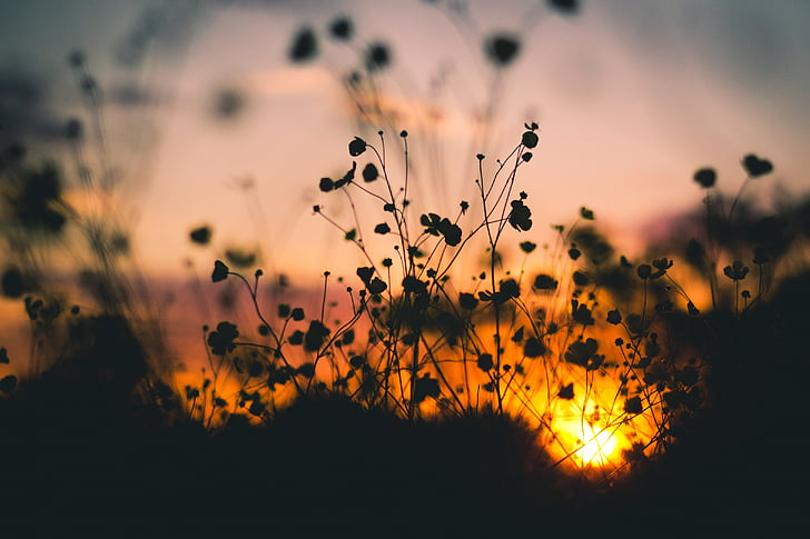 photography, grass, sun, set, flowers, nature, sunset
