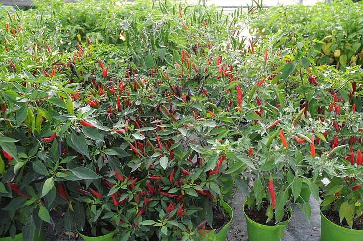 chili peppers, tungen brann, Serra