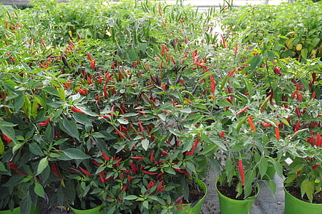 chili peber, tungen af brand, Serra