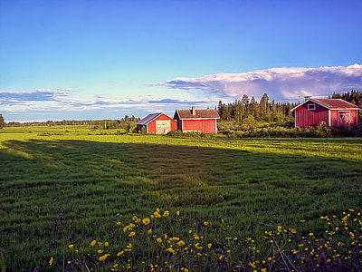 农村, 芬兰语, 夏季, 绿色, 阳光明媚, 云彩, 天空