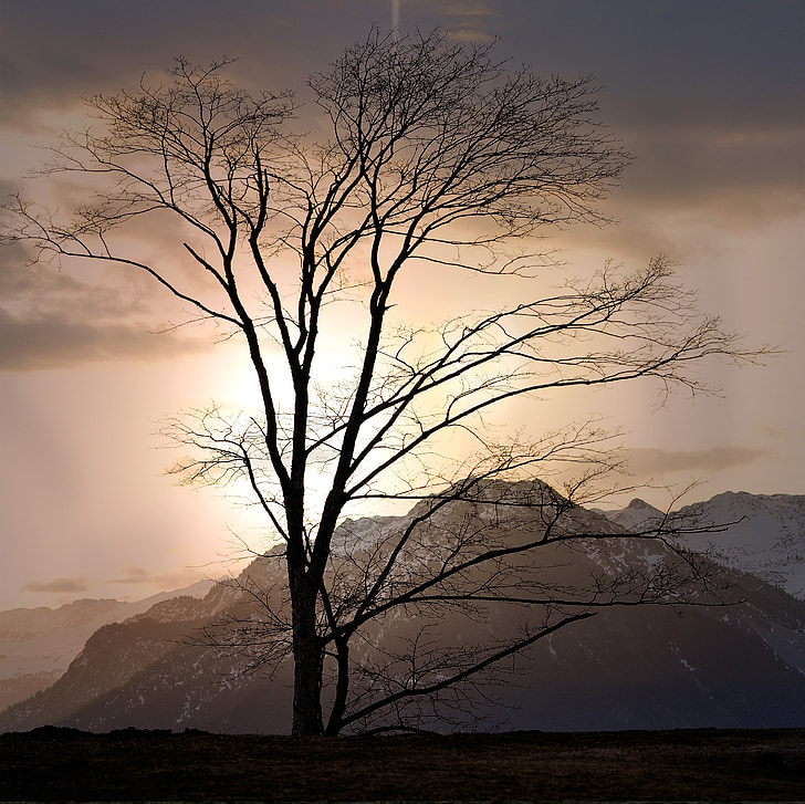 landscape, tree, mountains, height, outlook, rest, morning
